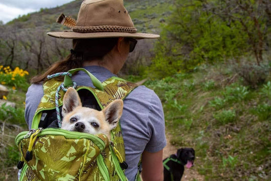 Adventure Dog