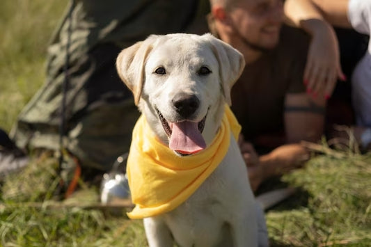 Service Dog Puppy