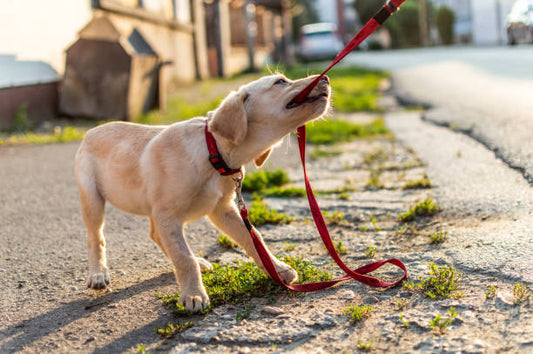 Drop-In Puppy Classes