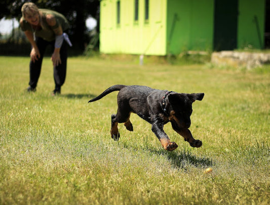 Puppy Small Group Classes